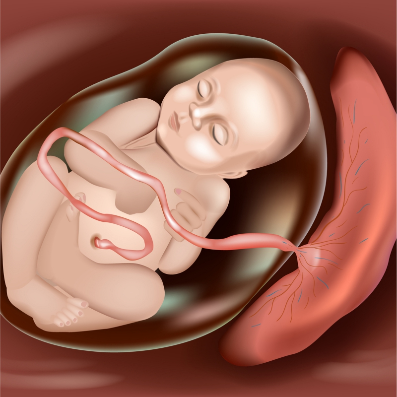 baby in womb image