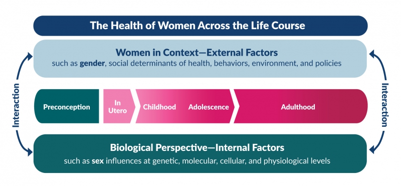 Women across the life course graphic from ORWH strategic plan.