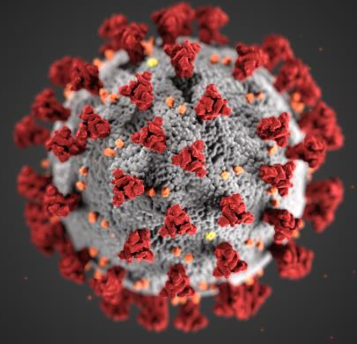 Microscopic image of the coronavirus.